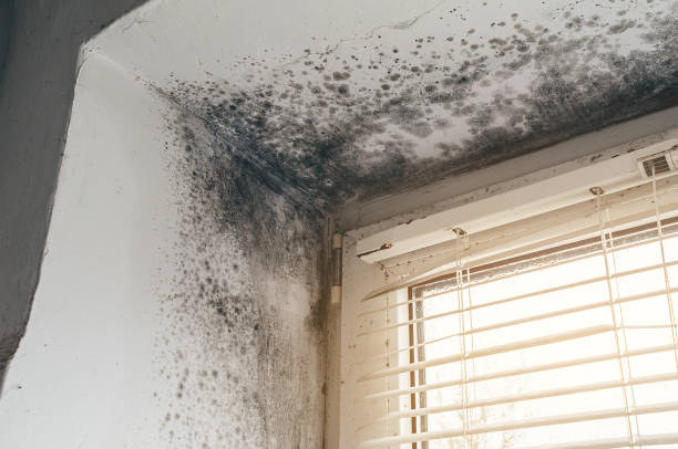 Affordable Attic Mold Remediation solutions in North Beach, MD
